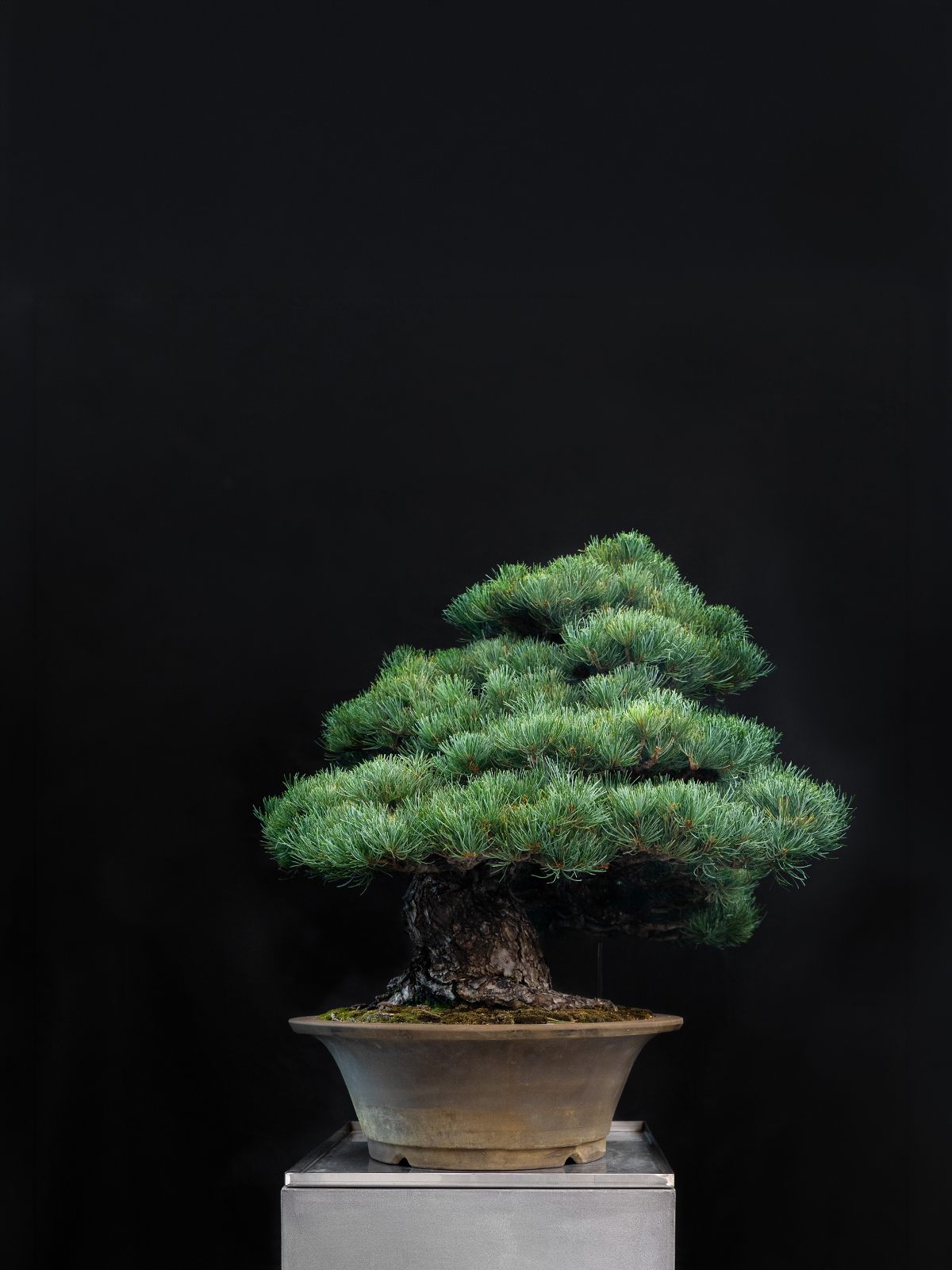 五葉松(大) - 画像 (4)