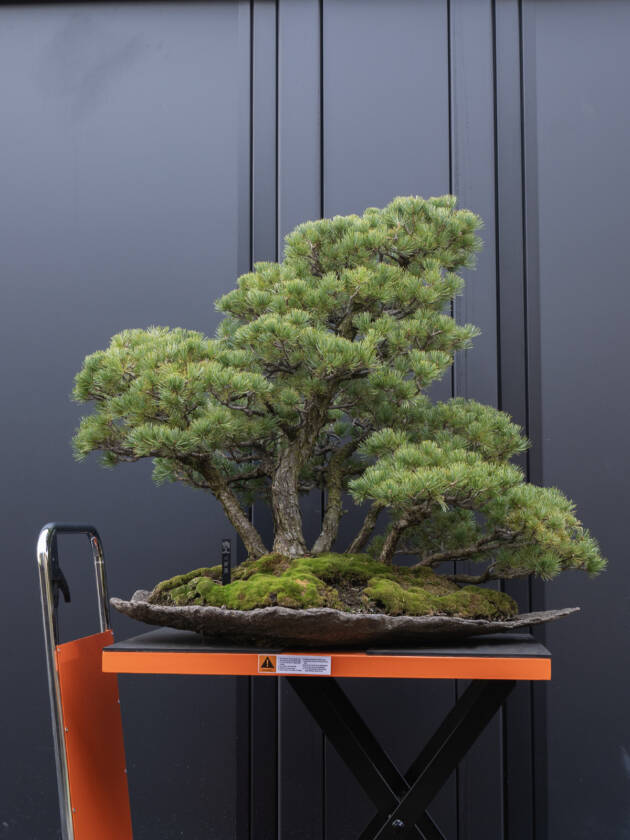 【大品　 那須五葉松盆栽】真柏　　　⭕展示会仕様❗値引き不可… ?media_id=3110255014242012161