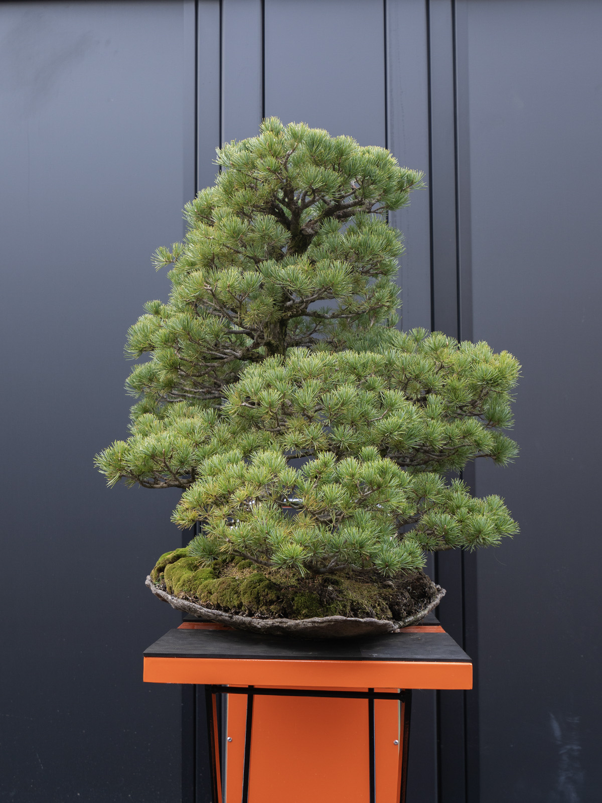 五葉松(大) - 画像 (2)