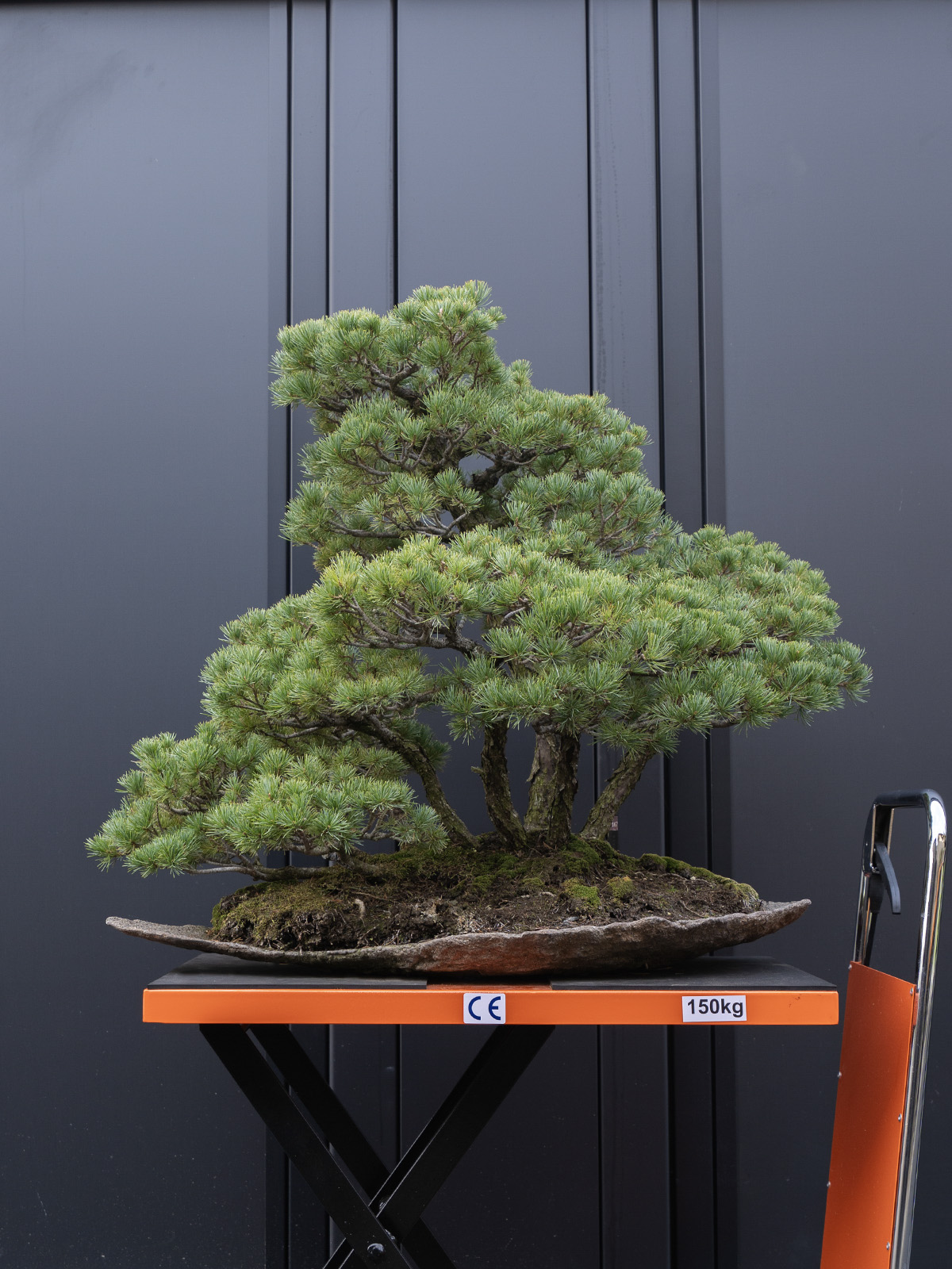 五葉松(大) - 画像 (3)