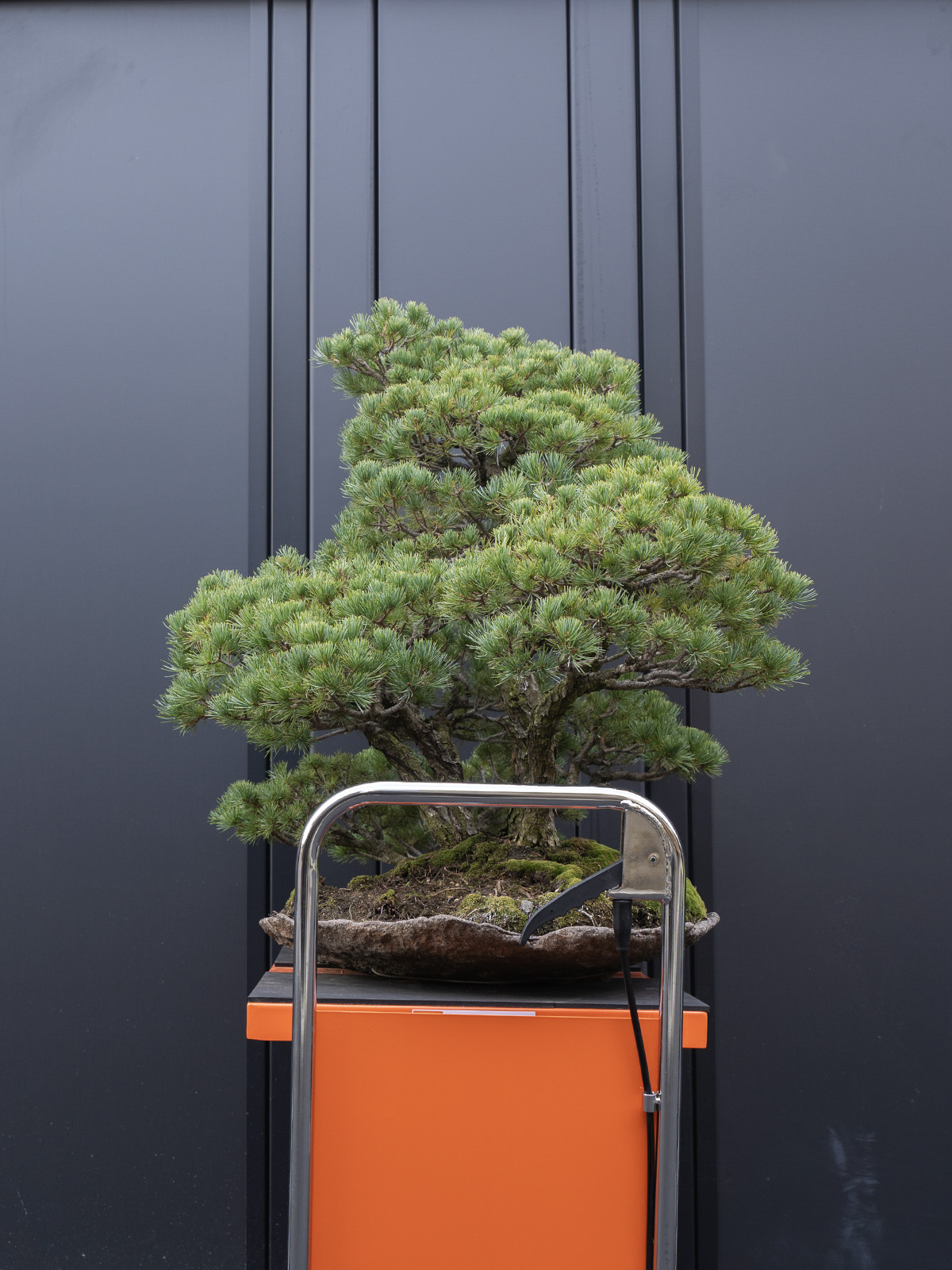 五葉松(大) - 画像 (4)