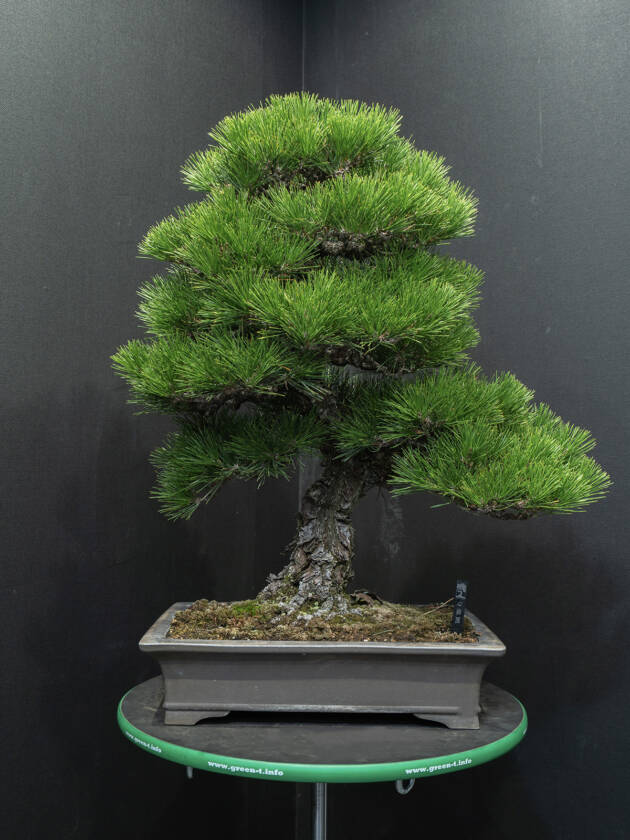 N.147-黒松(大) – 心綺園