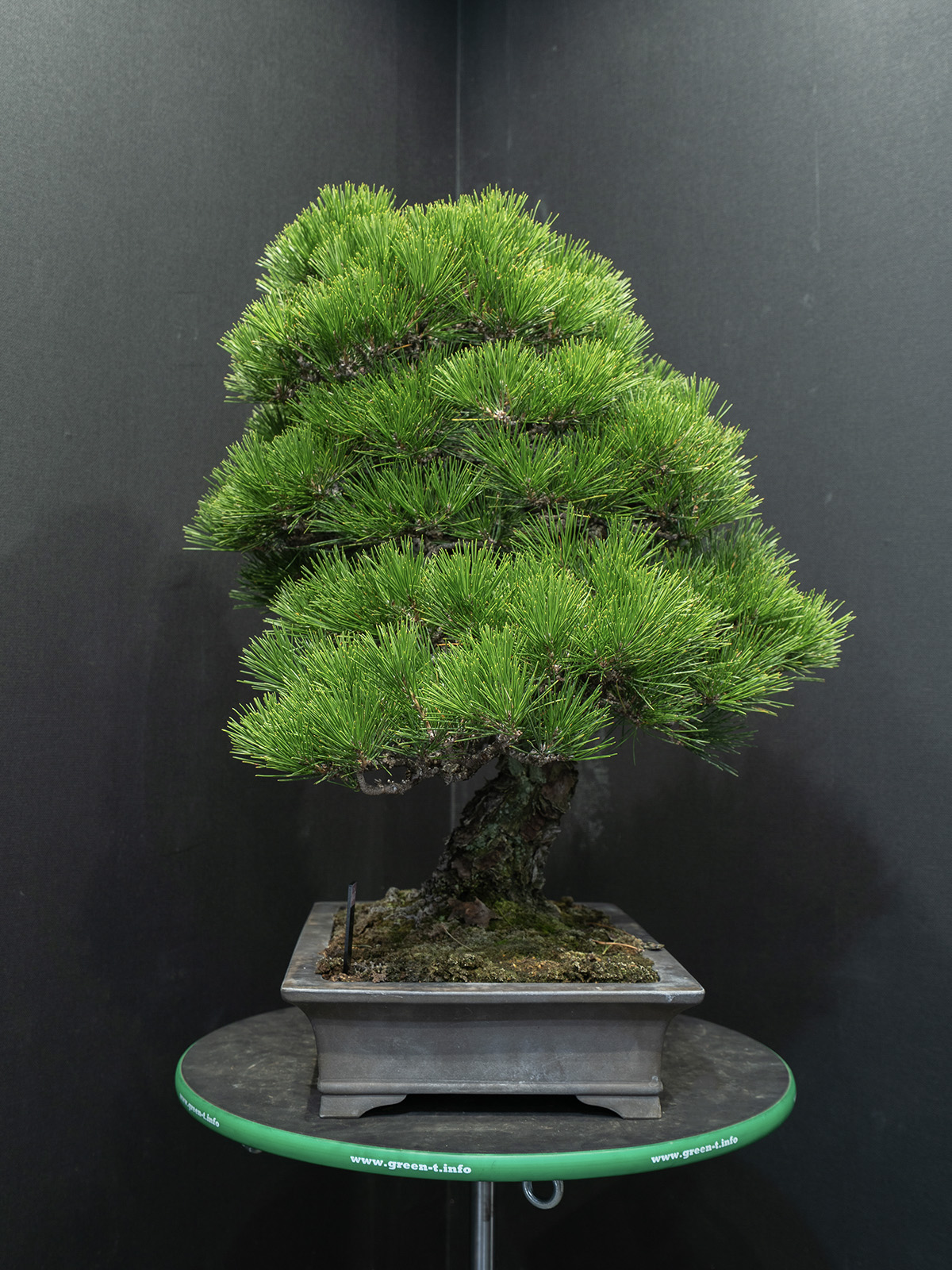 黒松(大) - 画像 (2)