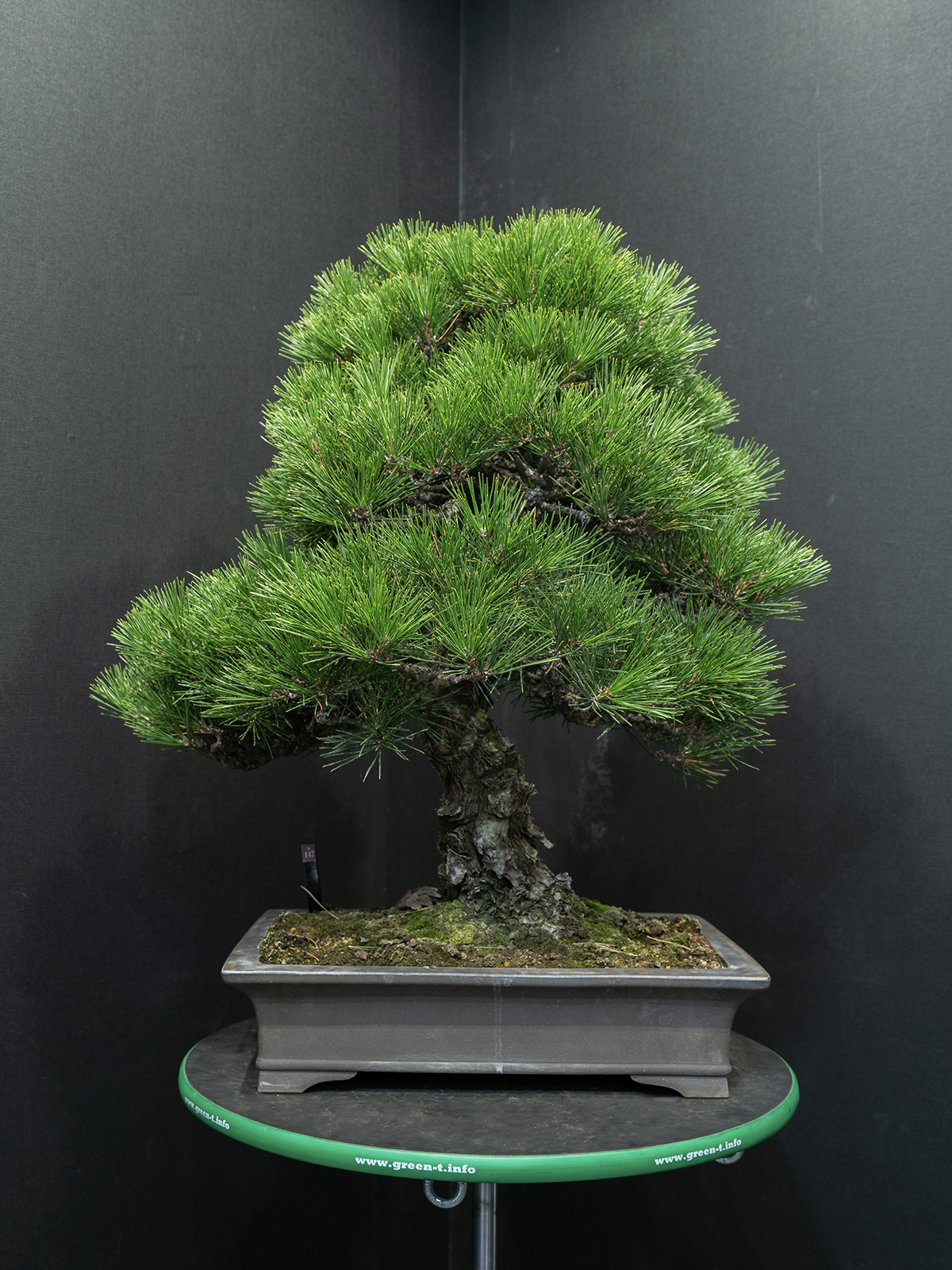 黒松(大) - 画像 (3)