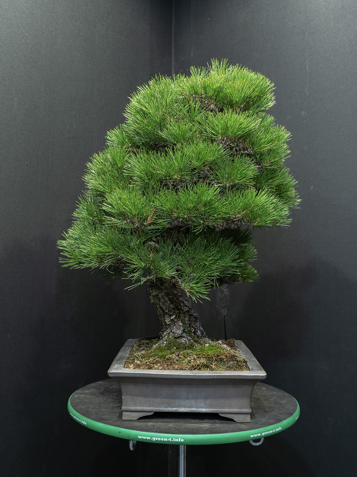 黒松(大) - 画像 (4)