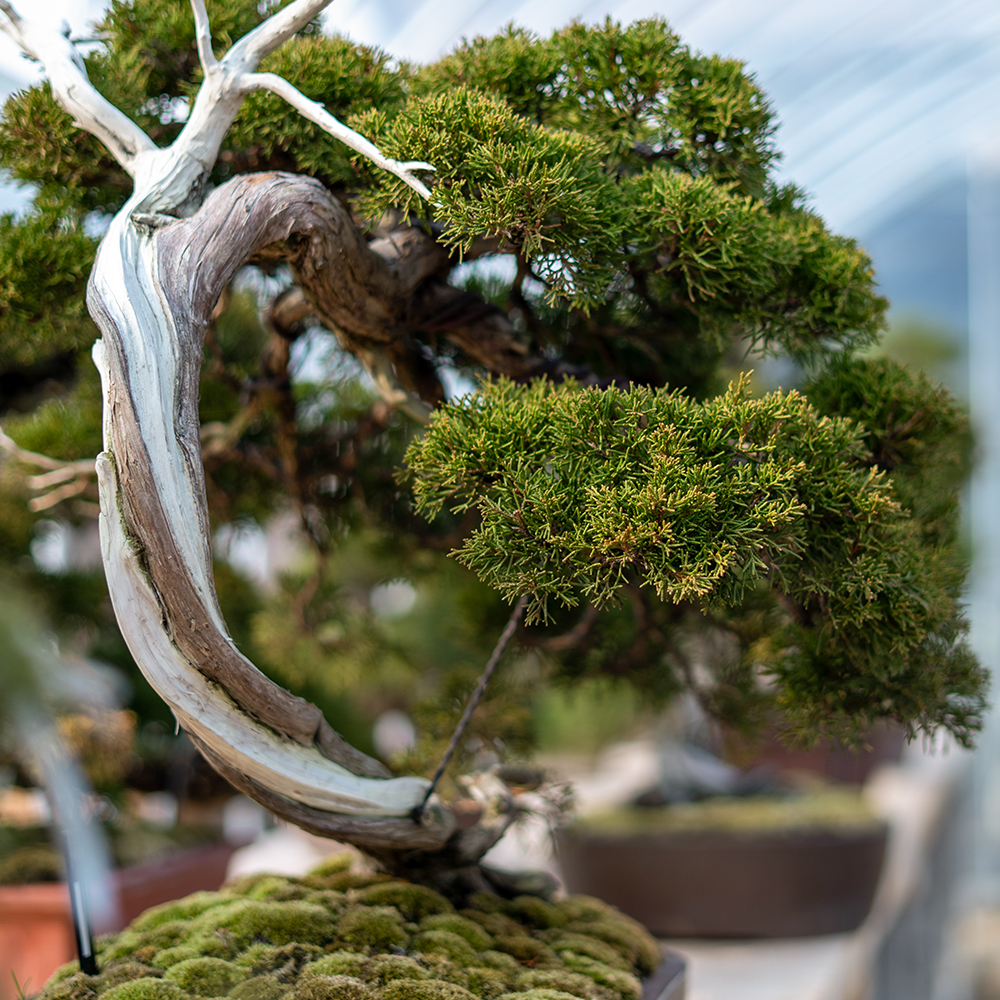 gallery 202512Artboard 2 copy 2