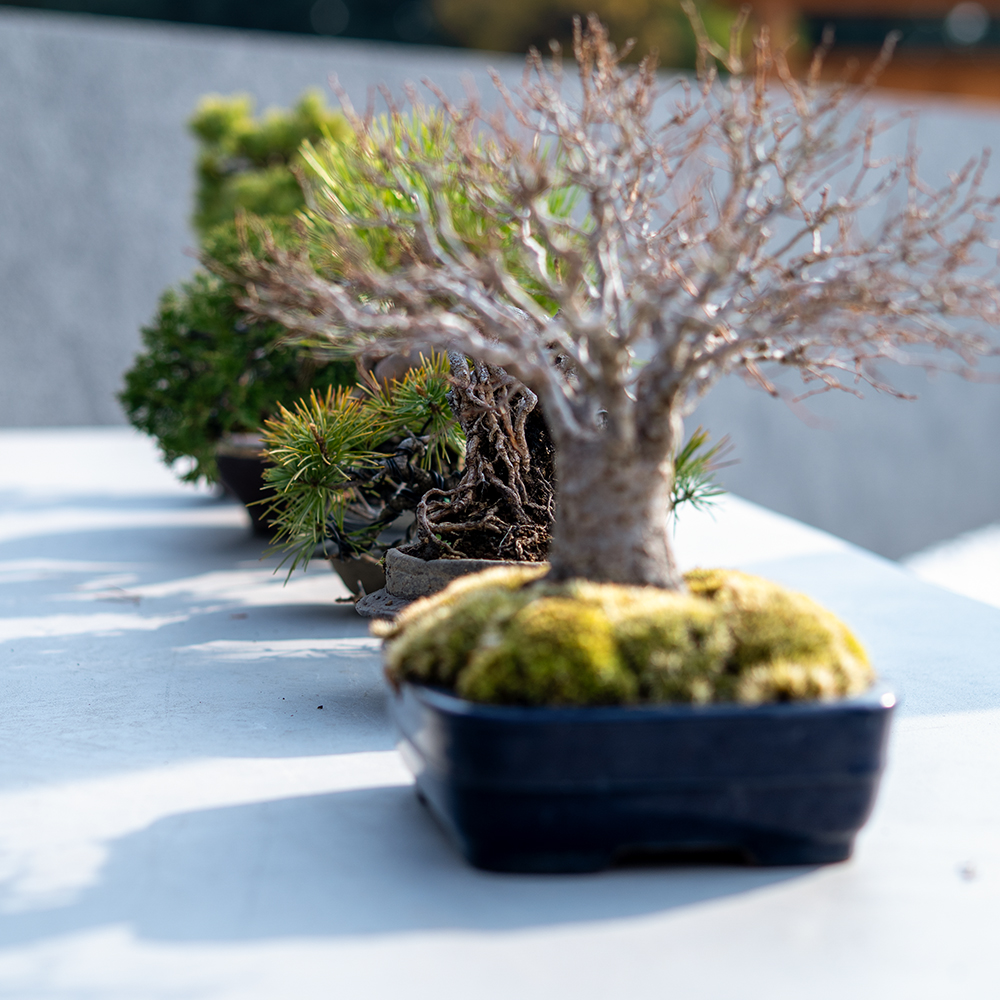 gallery 202512Artboard 2 copy 3