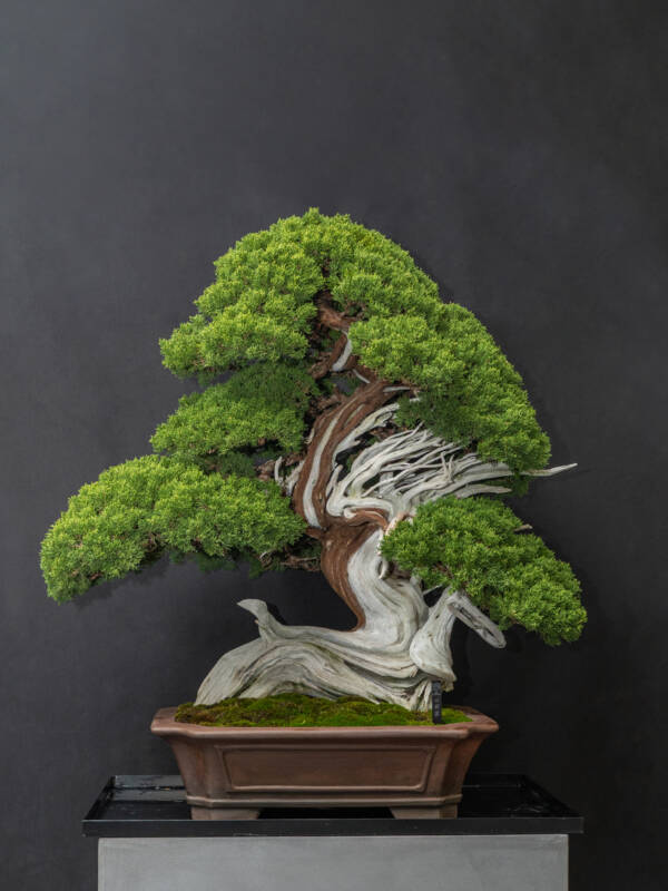 真柏(大) – 心綺園