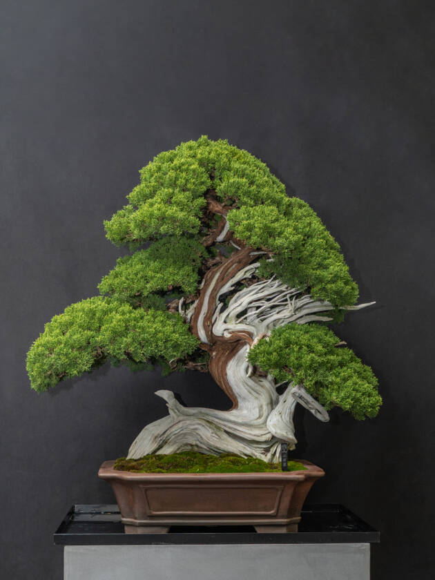 真柏(大) – 心綺園