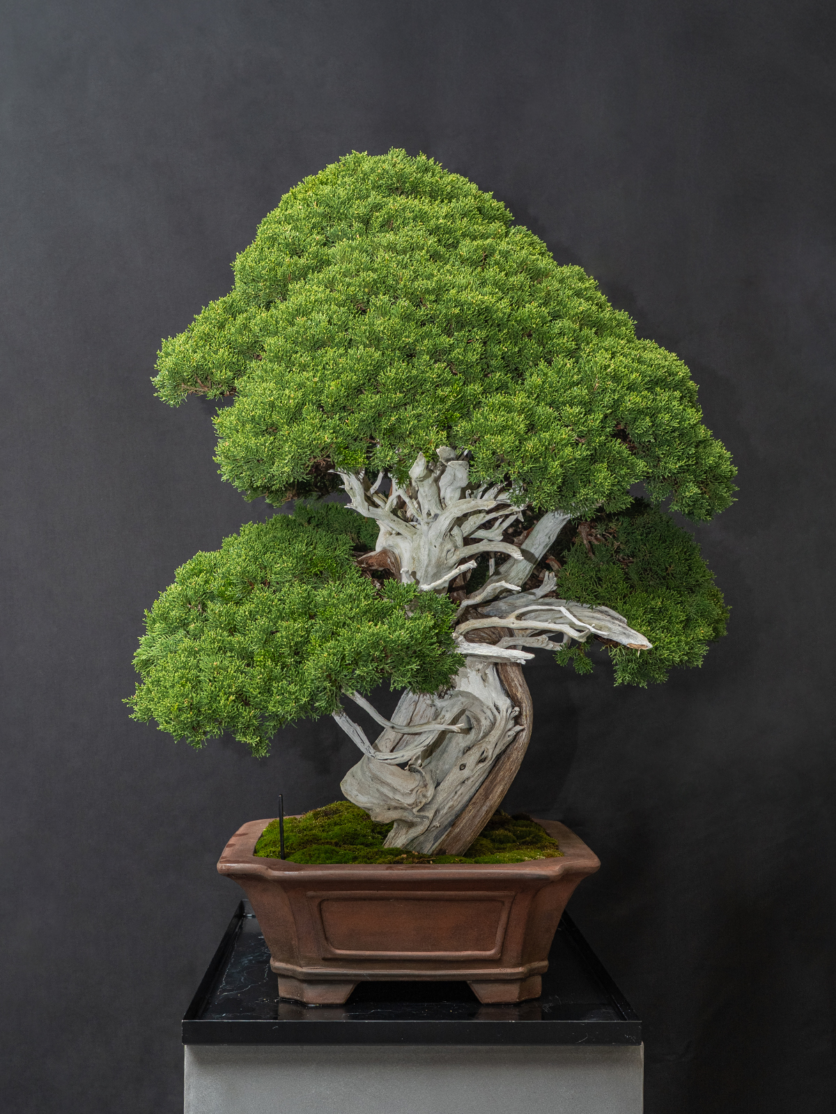 真柏(大) - 画像 (2)