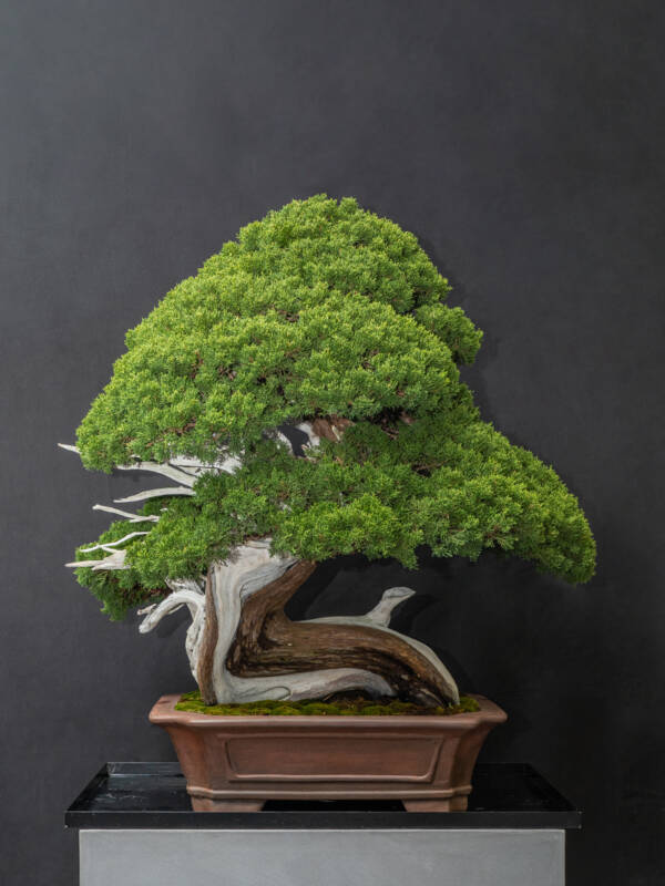 真柏(大) – 心綺園