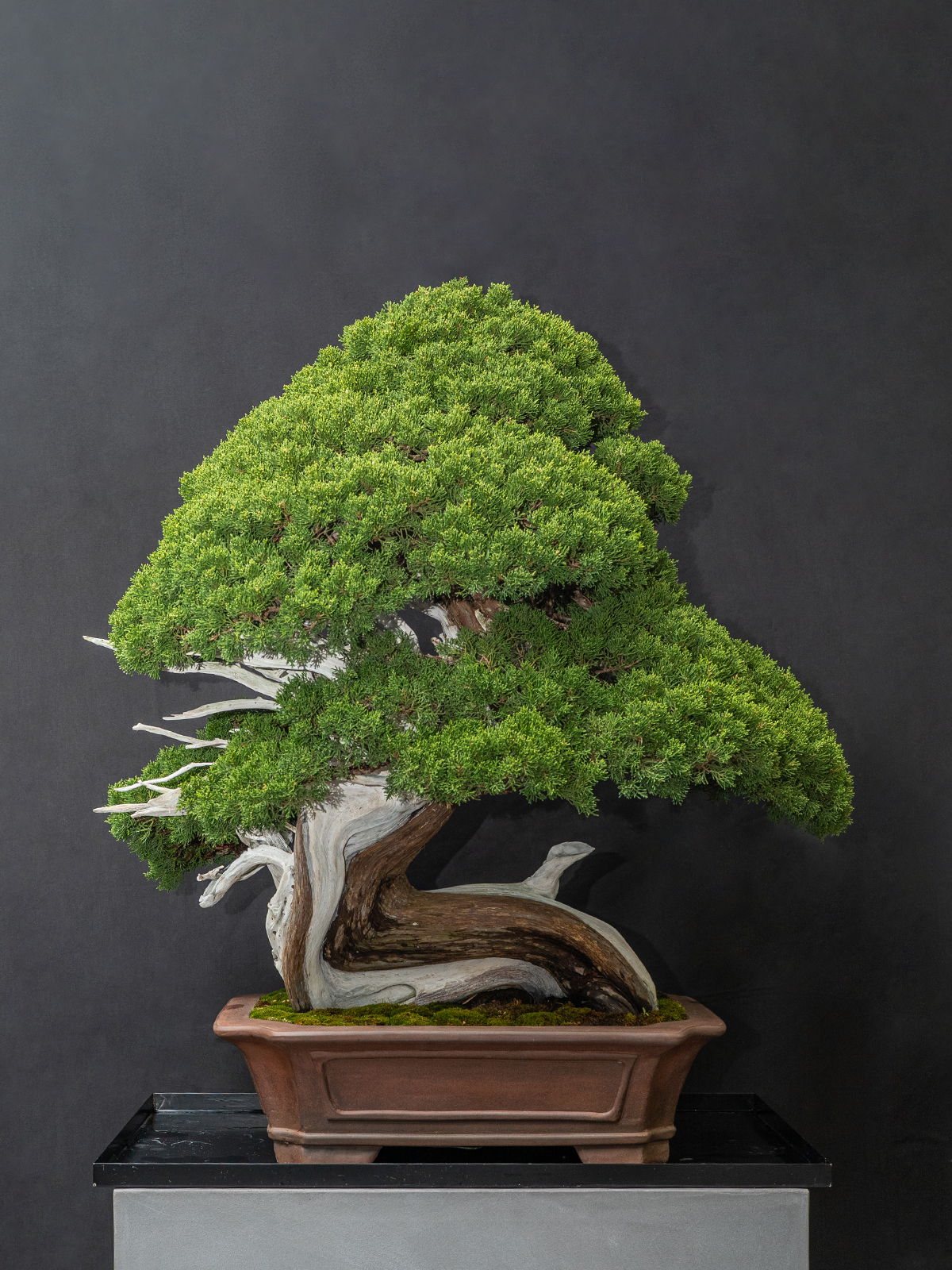 真柏(大) - 画像 (3)