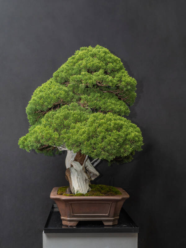 真柏　[模様木]　大品盆栽 大地 + 盆栽 黄金真柏
