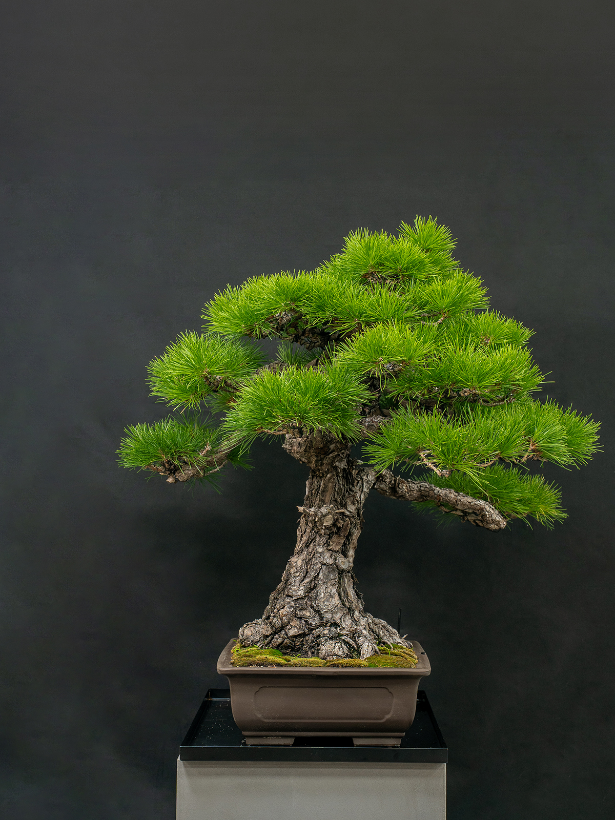 黒松(大) - 画像 (4)