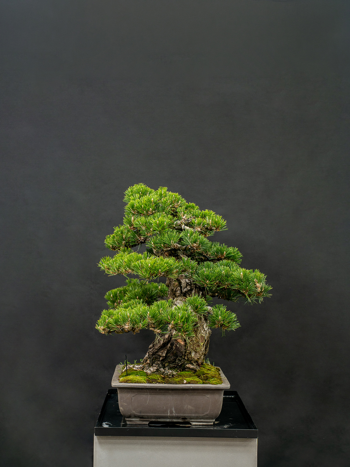 黒松-寿(大) - 画像 (2)