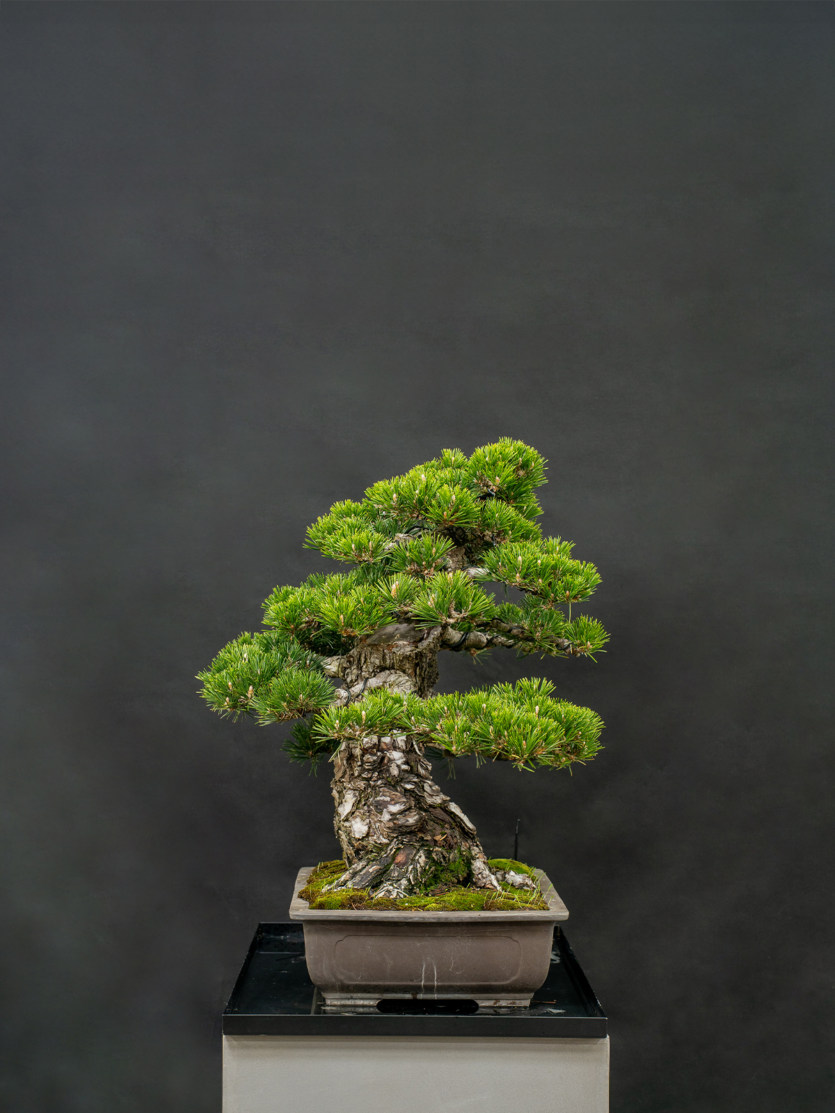 黒松-寿(大) - 画像 (4)