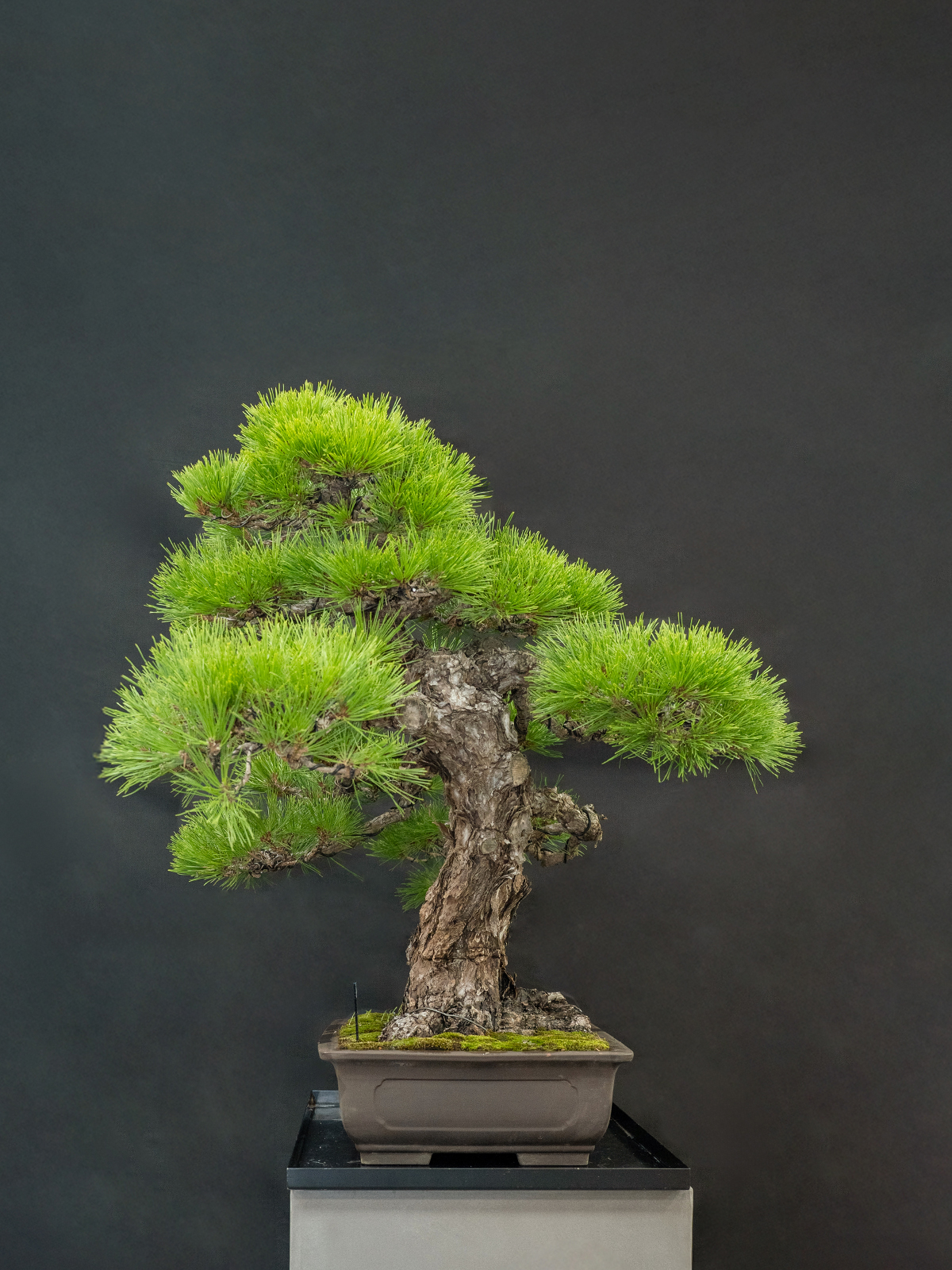 黒松(大) - 画像 (2)