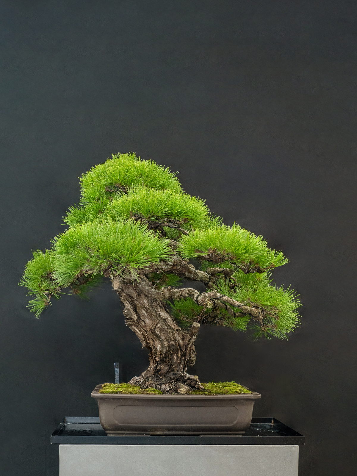 黒松(大) - 画像 (3)