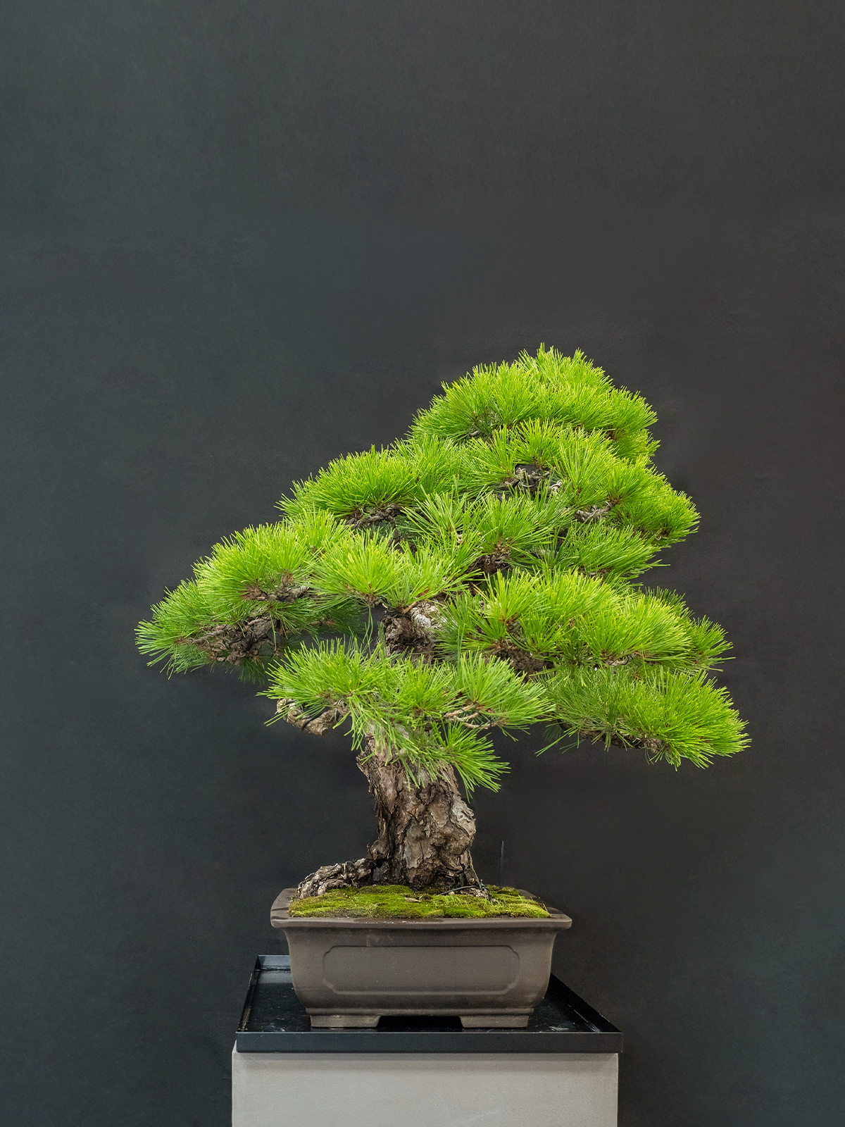 黒松(大) - 画像 (4)