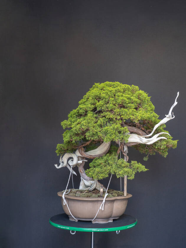 真柏(大)