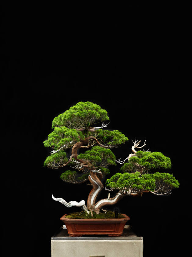 真柏(中)