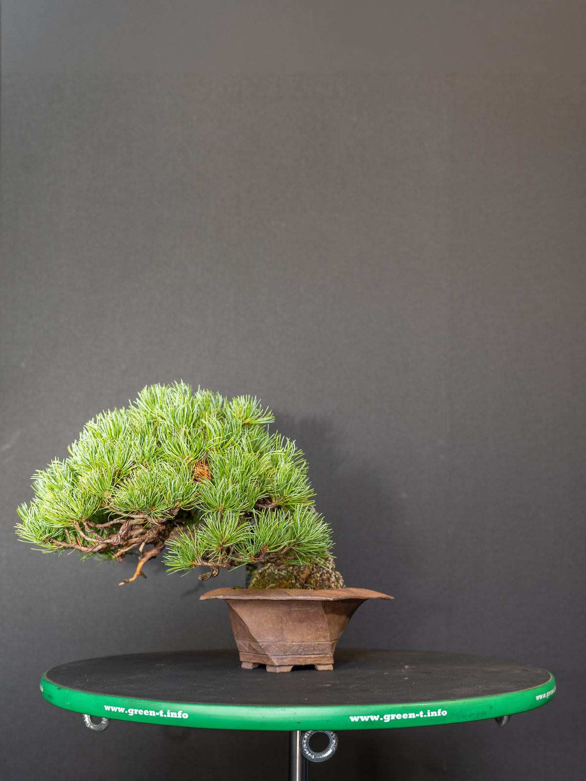 五葉松(小) - 画像 (3)