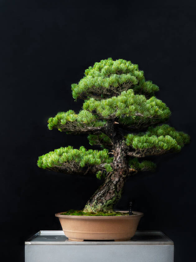 五葉松(大)