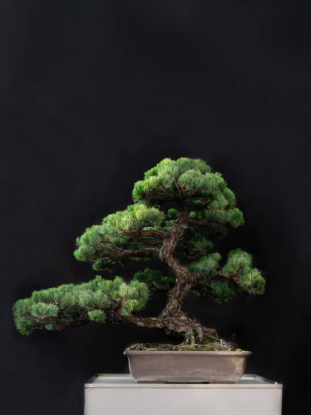 五葉松(大)