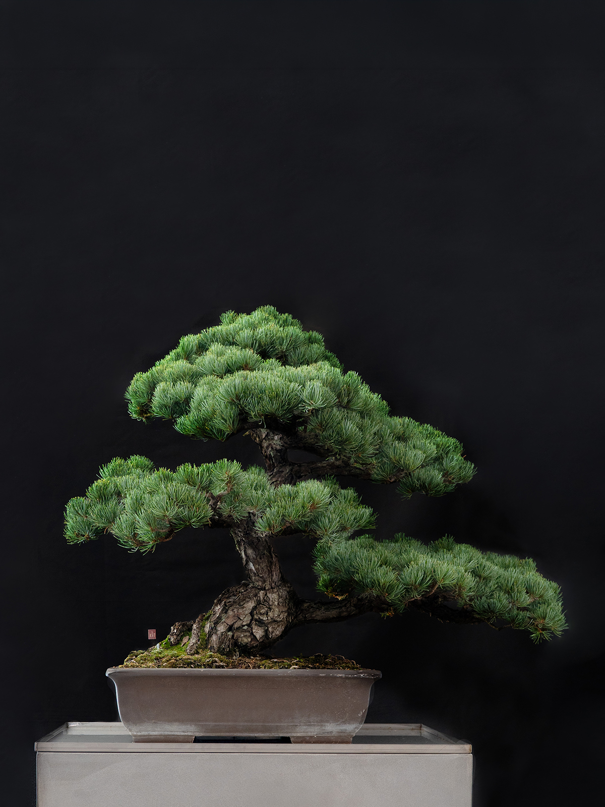 五葉松(大) - 画像 (3)