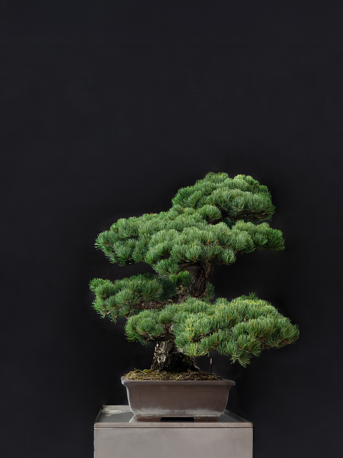 五葉松(大) - 画像 (4)