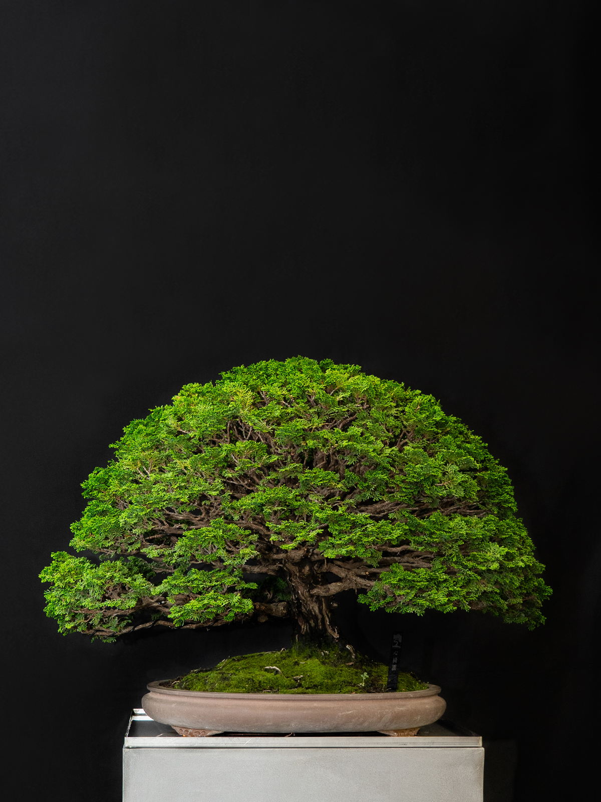 津山桧(中)