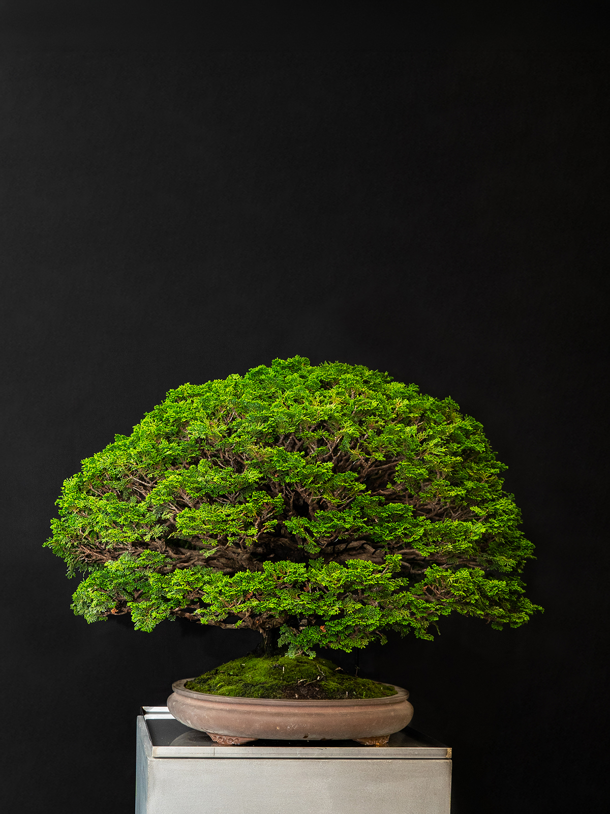 津山桧(中) - 画像 (4)