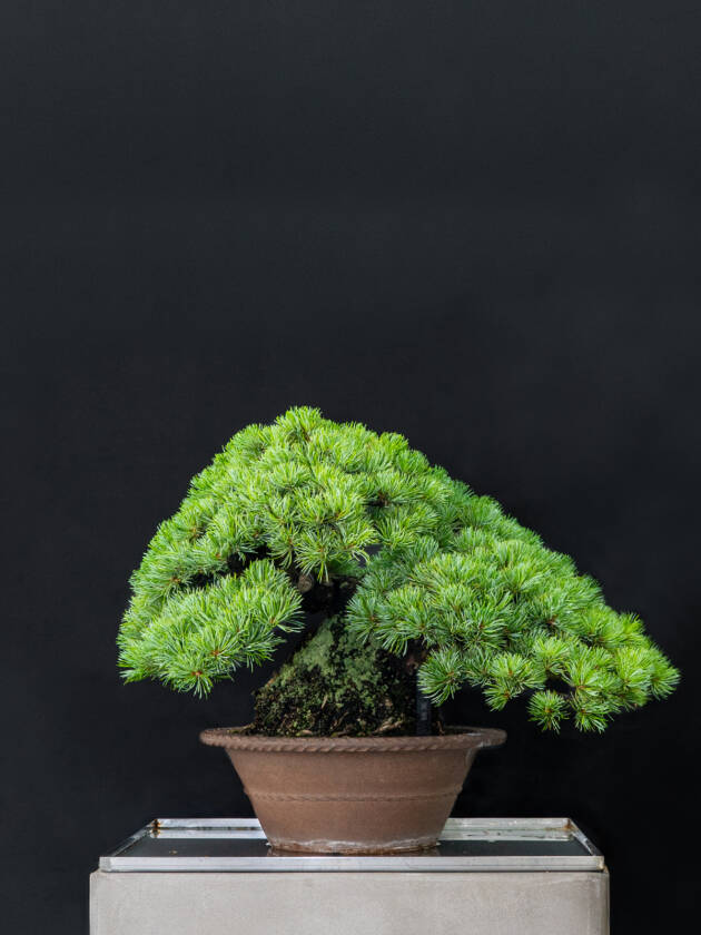 五葉松(中)